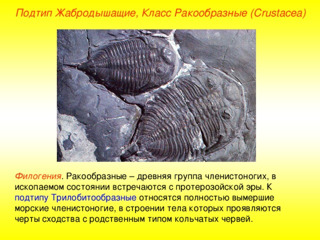 Подтип Жабродышащие, Класс Ракообразные ( Crustacea ) Филогения . Ракообразные – древняя группа членистоногих, в ископаемом состоянии встречаются с протерозойской эры. К подтипу Трилобитообразные относятся полностью вымершие морские членистоногие, в строении тела которых проявляются черты сходства с родственным типом кольчатых червей. 