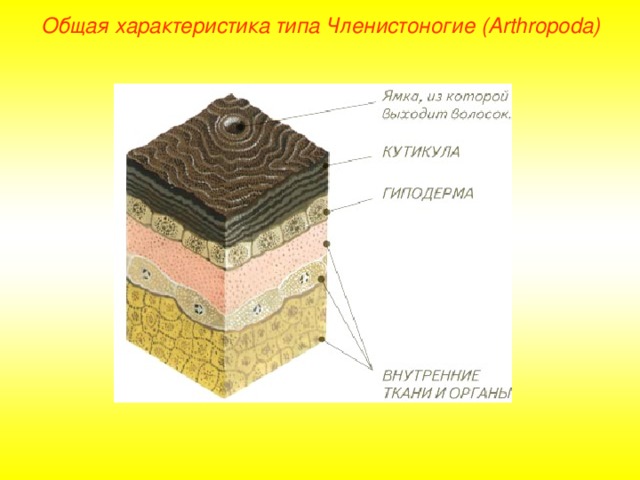 Общая характеристика типа Членистоногие (Arthropoda) 