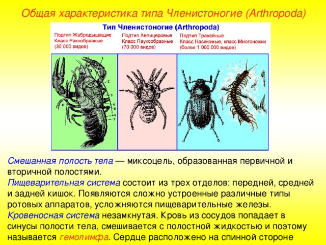 Общая характеристика типа Членистоногие (Arthropoda) Смешанная полость тела — миксоцель, образованная первичной и вторичной полостями. Пищеварительная система состоит из трех отделов: передней, средней и задней кишок. Появляются сложно устроенные различные типы ротовых аппаратов, усложняются пищеварительные железы. Кровеносная система незамкнутая. Кровь из сосудов попадает в синусы полости тела, смешивается с полостной жидкостью и поэтому называется гемолимфа . Сердце расположено на спинной стороне тела. 