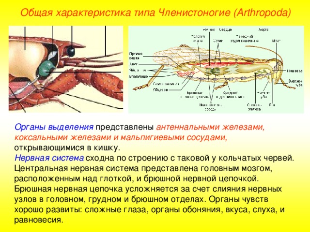 Общая характеристика типа Членистоногие (Arthropoda) Органы выделения представлены антеннальными  железами,  коксальными железами и мальпигиевыми сосудами, открывающимися в кишку. Нервная система сходна по строению с таковой у кольчатых червей. Центральная нервная система представлена головным мозгом, расположенным над глоткой, и брюшной нервной цепочкой. Брюшная нервная цепочка усложняется за счет слияния нервных узлов в головном, грудном и брюшном отделах. Органы чувств хорошо развиты: сложные глаза, органы обоняния, вкуса, слуха, и равновесия. 