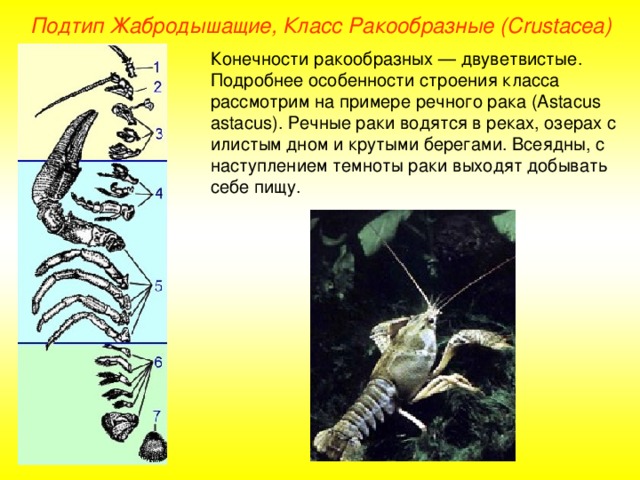 Подтип Жабродышащие, Класс Ракообразные ( Crustacea ) Конечности ракообразных — двуветвистые. Подробнее особенности строения класса рассмотрим на примере речного рака (Astacus astacus). Речные раки водятся в реках, озерах с илистым дном и крутыми берегами. Всеядны, с наступлением темноты раки выходят добывать себе пищу. 