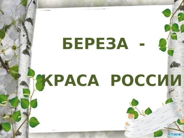 БЕРЕЗА -   КРАСА РОССИИ 