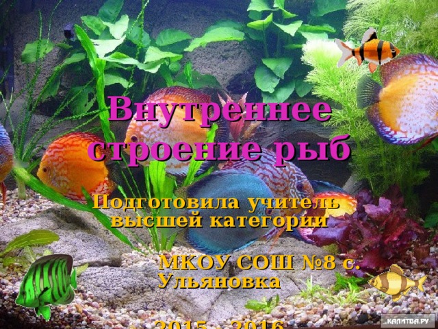 Внутреннее строение рыб Подготовила учитель высшей категории  МКОУ СОШ №8 с. Ульяновка  2015 - 2016 