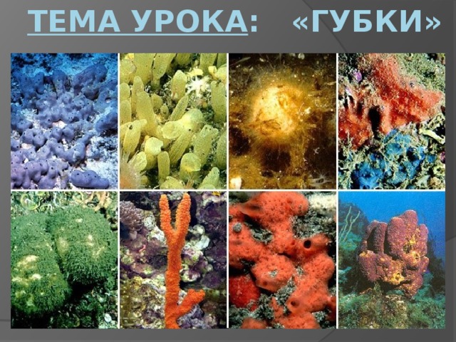Тема урока : «Губки» 