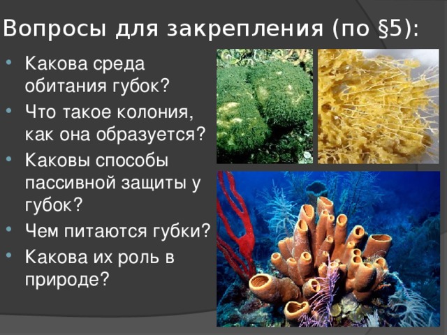 Вопросы для закрепления (по §5): Какова среда обитания губок? Что такое колония, как она образуется? Каковы способы пассивной защиты у губок? Чем питаются губки? Какова их роль в природе? 