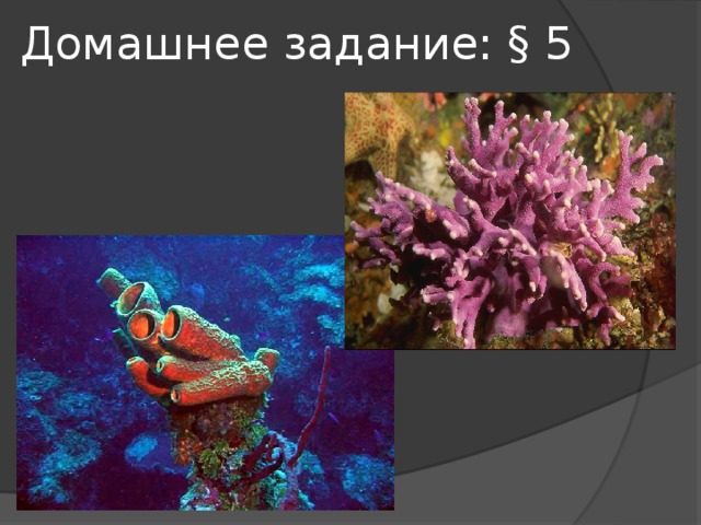 Домашнее задание: § 5 