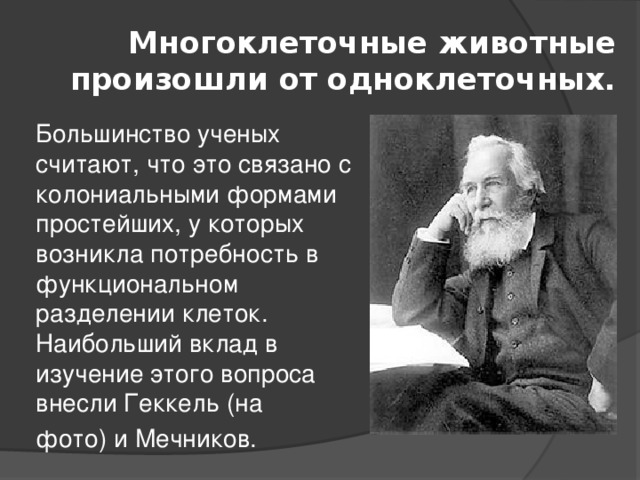 Многоклеточные животные произошли от одноклеточных.  Большинство ученых считают, что это связано с колониальными формами простейших, у которых возникла потребность в функциональном разделении клеток. Наибольший вклад в изучение этого вопроса внесли Геккель (на  фото) и Мечников. 