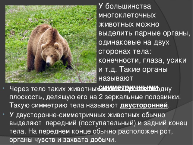 У большинства многоклеточных животных можно выделить парные органы, одинаковые на двух сторонах тела: конечности, глаза, усики и т.д. Такие органы называют симметричными . Через тело таких животных можно провести одну плоскость, делящую его на 2 зеркальные половинки. Такую симметрию тела называют двусторонней . У двусторонне-симметричных животных обычно выделяют передний (поступательный) и задний конец тела. На переднем конце обычно расположен рот, органы чувств и захвата добычи. 