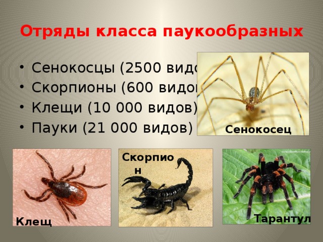 Отряды класса паукообразных Сенокосцы (2500 видов) Скорпионы (600 видов) Клещи (10 000 видов) Пауки (21 000 видов) Сенокосец Скорпион Тарантул Клещ