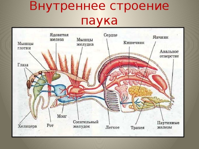 Внутреннее строение паука
