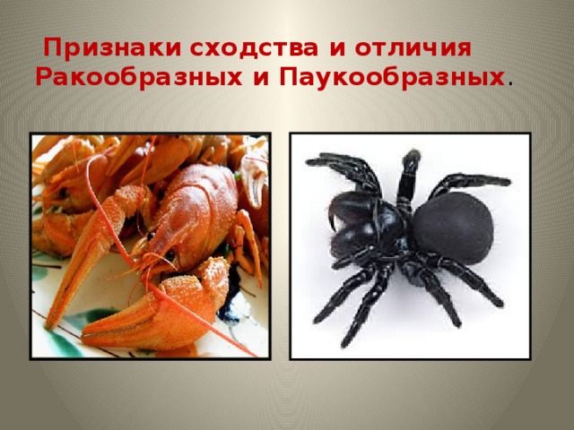 Признаки сходства и отличия Ракообразных и Паукообразных .