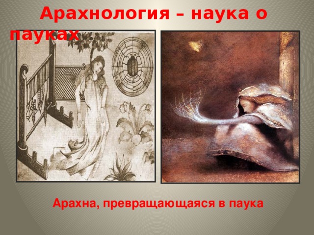 Арахнология – наука о пауках Арахна, превращающаяся в паука