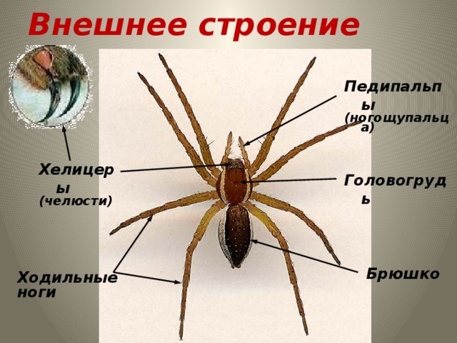 Внешнее строение Педипальпы (ногощупальца) Хелицеры (челюсти) Головогрудь Брюшко Ходильные ноги