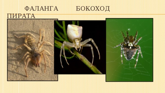 фаланга бокоход пирата