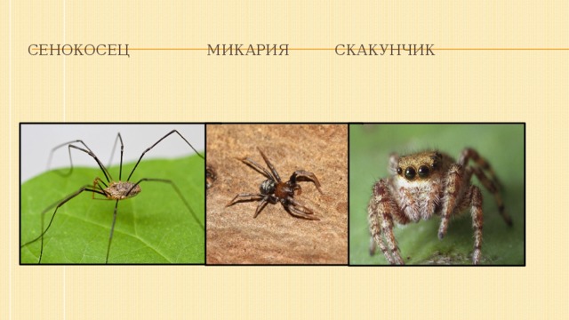 сенокосец микария скакунчик