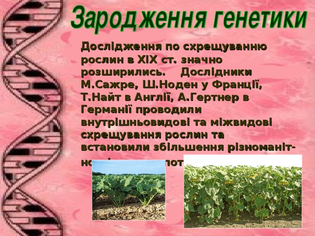   Д ослідження по схрещуванню рослин в ХІХ ст. значно розширились. Дослідники М. Сажре , Ш.Ноден у Франції, Т.Найт в Англії, А.Гертнер в Германії проводили внутрішньовидові та міжвидові схрещування рослин та встановили збільшення різноманіт-  ності ознак у потомстві гібридів.   