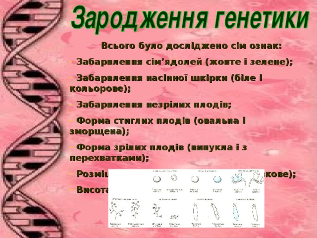 Всього було досліджено сім ознак:  Забарвлення сім ’ ядолей (жовте і зелене);  Забарвлення нас і нно ї шк і рки (біле і кольорове);  Забарвлення незрілих плодів;  Форма стиглих плодів (овальна і зморщена);  Форма зрілих плодів (випукла і з перехватками);  Розміщення квіток (пазушне і верхівкове);  Висота стебла (високе і низьке).  