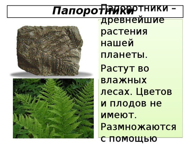 Папоротники Папоротники – древнейшие растения нашей планеты. Растут во влажных лесах. Цветов и плодов не имеют. Размножаются с помощью спор.