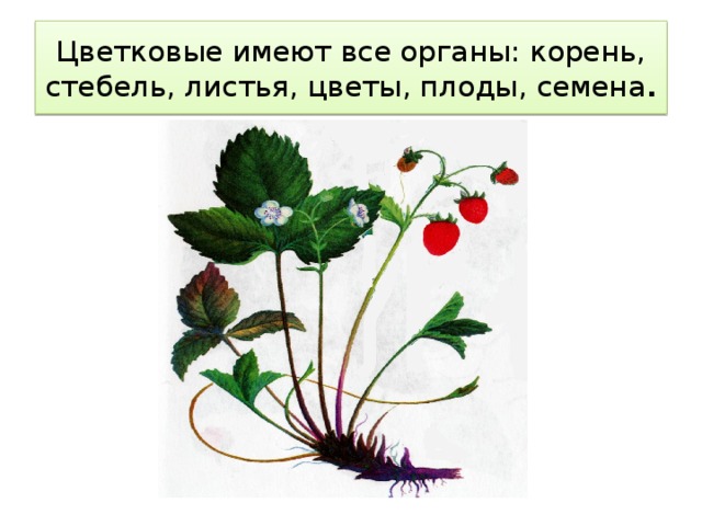 Цветковые имеют все органы: корень, стебель, листья, цветы, плоды, семена .