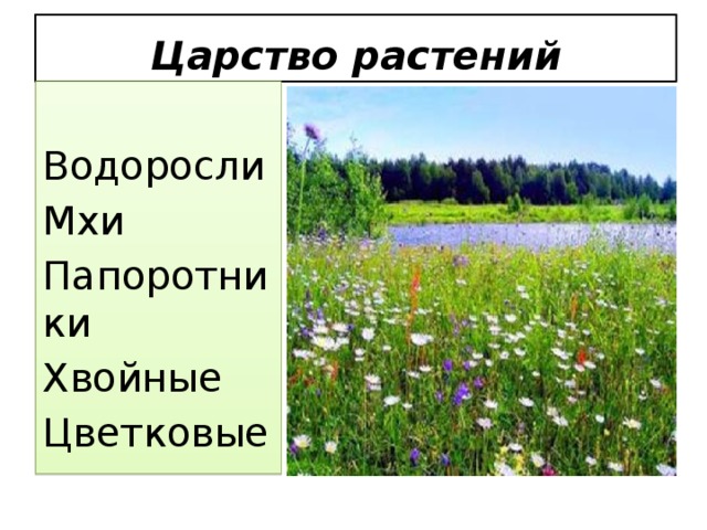 Царство растений Водоросли Мхи Папоротники Хвойные Цветковые