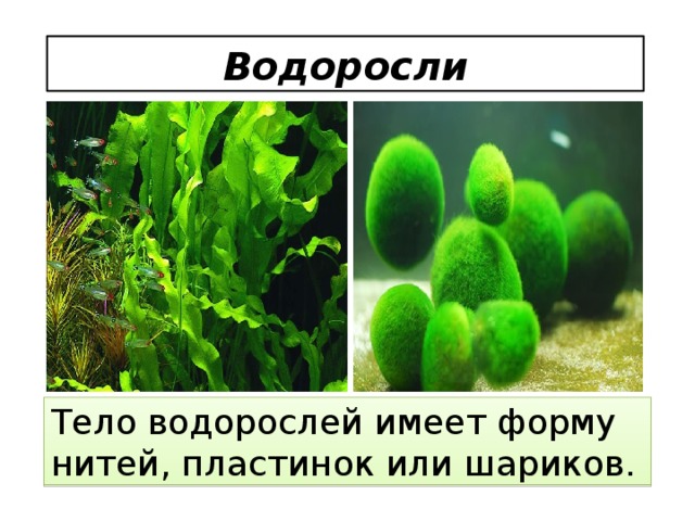 Водоросли Тело водорослей имеет форму нитей, пластинок или шариков.