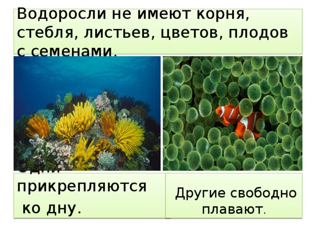 Водоросли не имеют корня, стебля, листьев, цветов, плодов с семенами.   Одни прикрепляются  Другие свободно плавают .  ко дну.