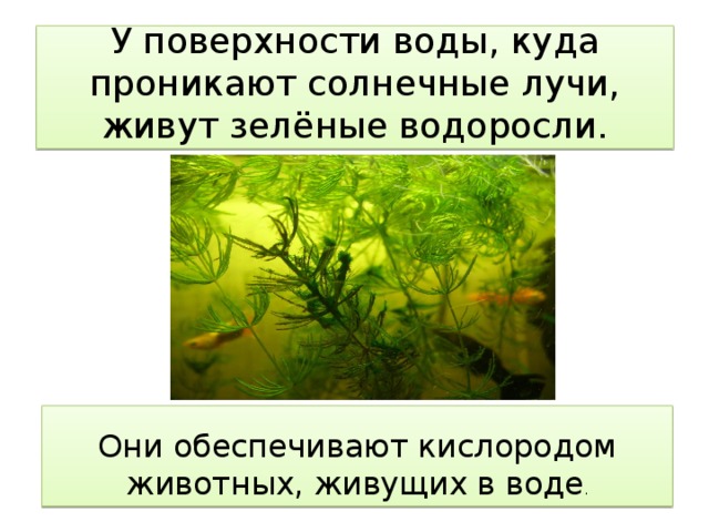 У поверхности воды, куда проникают солнечные лучи, живут зелёные водоросли. Они обеспечивают кислородом животных, живущих в воде .