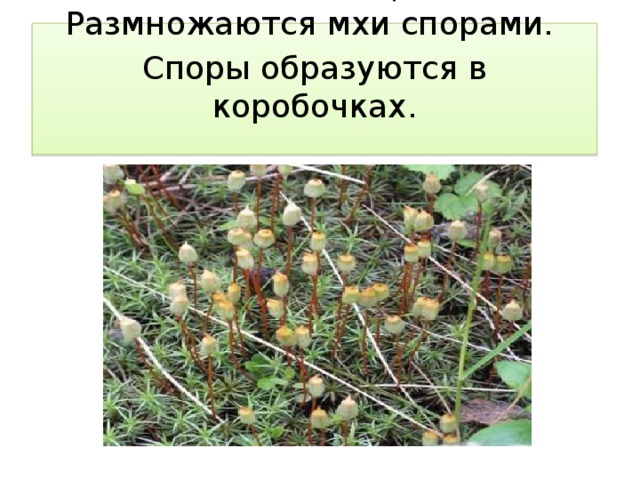 Мхи не имеют цветов. Размножаются мхи спорами. Споры образуются в коробочках.