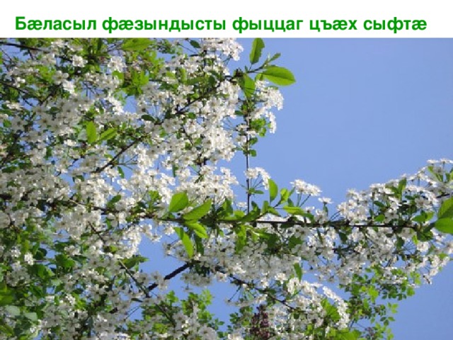  Б æ ласыл ф æ зындысты фыццаг цъ æ х сыфт æ 