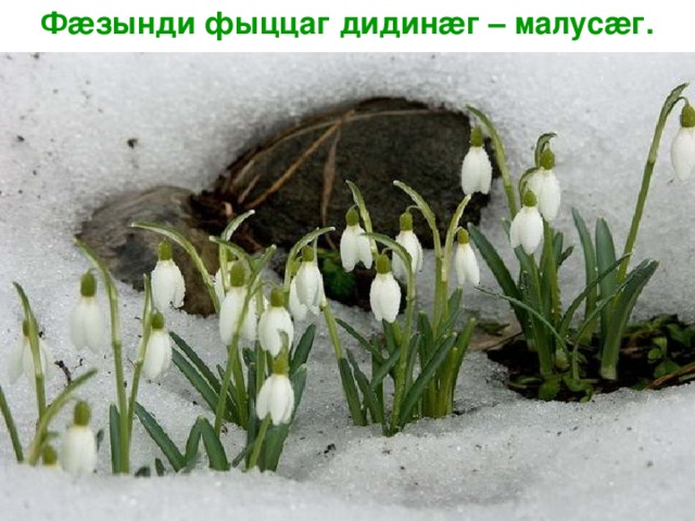  Ф æ зынди фыццаг дидин æ г – малус æ г. 