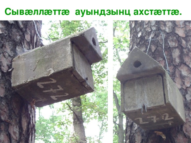  Сыв æ лл æ тт æ  ауындзынц ахст æ тт æ . 