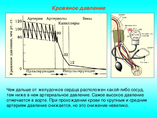 Кровяное давление Чем дальше от желудочков сердца расположен какой-либо сосуд, тем ниже в нем артериальное давление. Самое высокое давление отмечается в аорте. При прохождении крови по крупным и средним артериям давление снижается, но это снижение невелико.