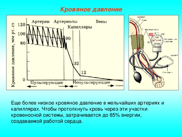 Кровяное давление Еще более низкое кровяное давление в мельчайших артериях и капиллярах. Чтобы протолкнуть кровь через эти участки кровеносной системы, затрачивается до 85% энергии, создаваемой работой сердца.
