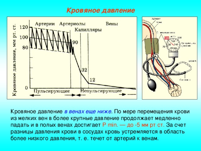 Кровяное давление Кровяное давление в венах еще ниже . По мере перемещения крови из мелких вен в более крупные давление продолжает медленно падать и в полых венах достигает Р min. — до -5 мм рт ст. За счет разницы давления крови в сосудах кровь устремляется в область более низкого давления, т. е. течет от артерий к венам.