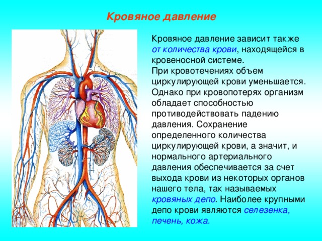 Кровяное давление Кровяное давление зависит также от количества крови , находящейся в кровеносной системе. При кровотечениях объем циркулирующей крови уменьшается. Однако при кровопотерях организм обладает способностью противодействовать падению давления. Сохранение определенного количества циркулирующей крови, а значит, и нормального артериального давления обеспечивается за счет выхода крови из некоторых органов нашего тела, так называемых кровяных депо . Наиболее крупными депо крови являются селезенка, печень, кожа.