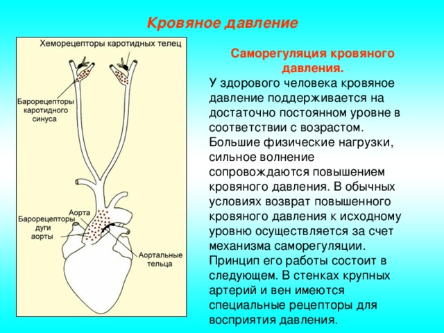 Кровяное давление Саморегуляция кровяного давления. У здорового человека кровяное давление поддерживается на достаточно постоянном уровне в соответствии с возрастом. Большие физические нагрузки, сильное волнение сопровождаются повышением кровяного давления. В обычных условиях возврат повышенного кровяного давления к исходному уровню осуществляется за счет механизма саморегуляции. Принцип его работы состоит в следующем. В стенках крупных артерий и вен имеются специальные рецепторы для восприятия давления.