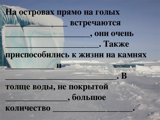 На островах прямо на голых ______________ встречаются ___________________, они очень _____________________. Также приспособились к жизни на камнях ___________ и _________________________. В толще воды, не покрытой ______________, большое количество __________________. 