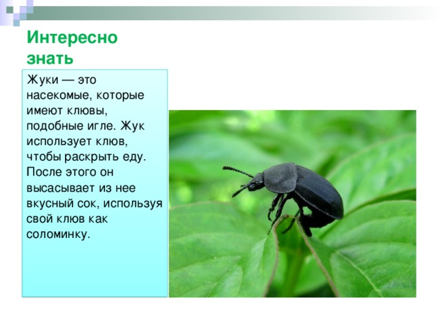 Как пользоваться жуком. Жук с клювом. Жизнь насекомых весной. Насекомые весной 2 класс. Что делают насекомые весной.