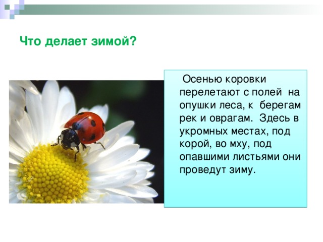 Что делает зимой?  Осенью коровки перелетают с полей на опушки леса, к берегам рек и оврагам. Здесь в укромных местах, под корой, во мху, под опавшими листьями они проведут зиму. 