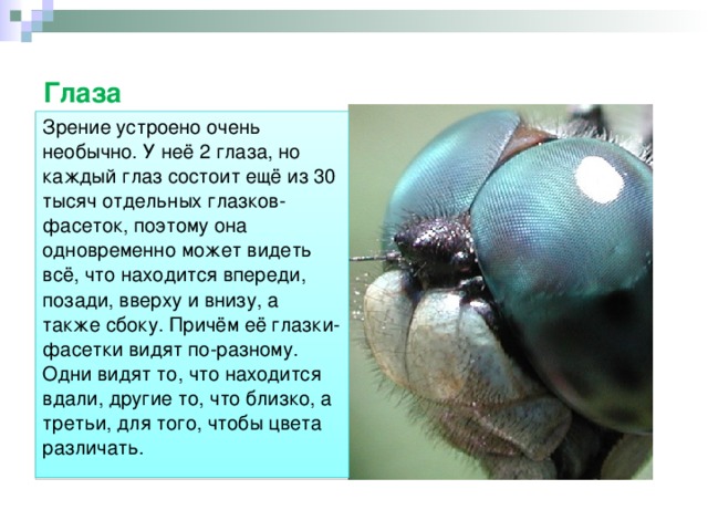 Глаза Зрение устроено очень необычно. У неё 2 глаза, но каждый глаз состоит ещё из 30 тысяч отдельных глазков-фасеток, поэтому она одновременно может видeть всё, что находится впереди, позади, вверху и внизу, а также сбоку. Причём её глазки-фасетки видят по-разному. Одни видят то, что находится вдали, другие то, что близко, а третьи, для того, чтобы цвета различать. 
