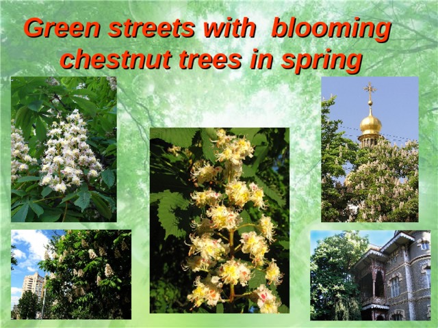 Green streets with blooming  chestnut trees in spring 