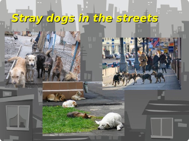 Stray dogs in the streets 