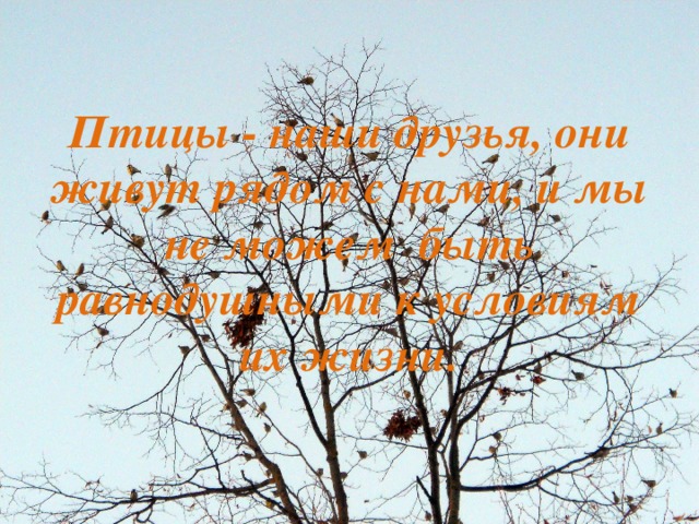 Птицы - наши друзья, они живут рядом с нами, и мы не можем быть равнодушными к условиям их жизни. 