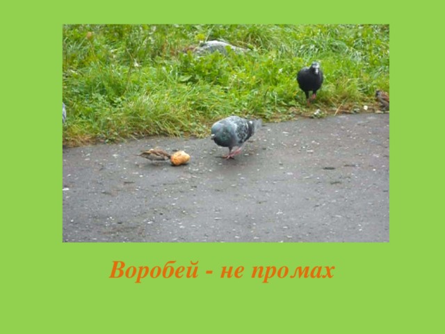Воробей - не промах 