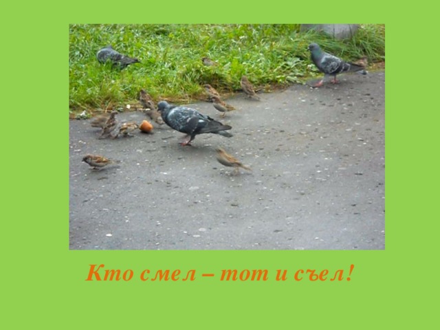 Кто смел – тот и съел! 
