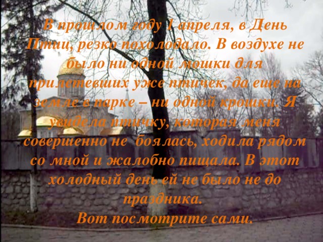 В прошлом году 1 апреля, в День Птиц, резко похолодало. В воздухе не было ни одной мошки для прилетевших уже птичек, да еще на земле в парке – ни одной крошки. Я увидела птичку, которая меня совершенно не боялась, ходила рядом со мной и жалобно пищала. В этот холодный день ей не было не до праздника.  Вот посмотрите сами. 