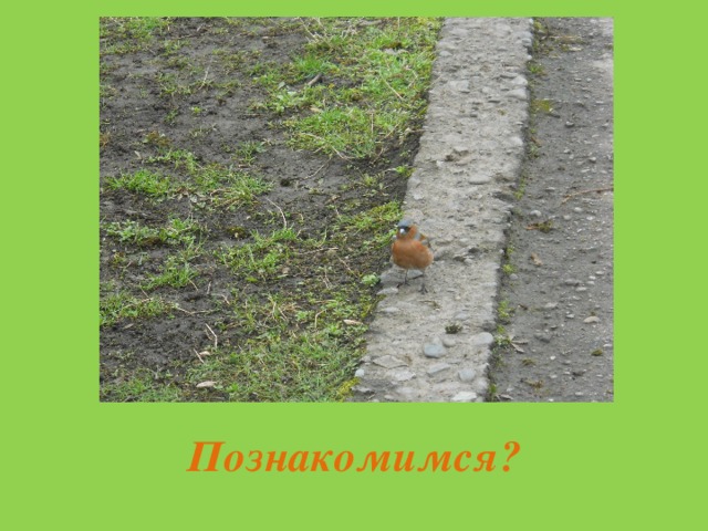 Познакомимся? 