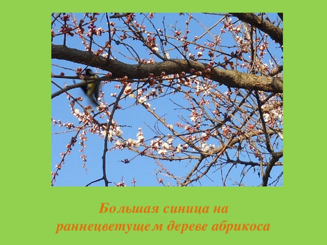  Большая синица на раннецветущем дереве абрикоса 
