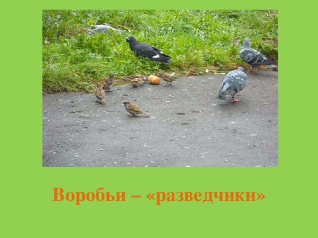Воробьи – «разведчики» 