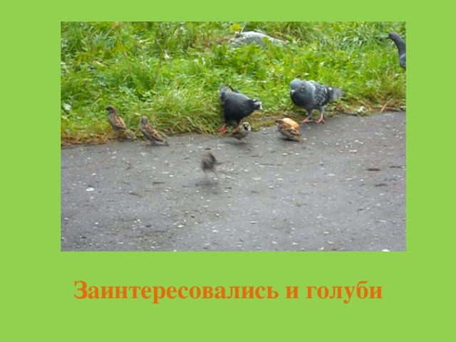 Заинтересовались и голуби 